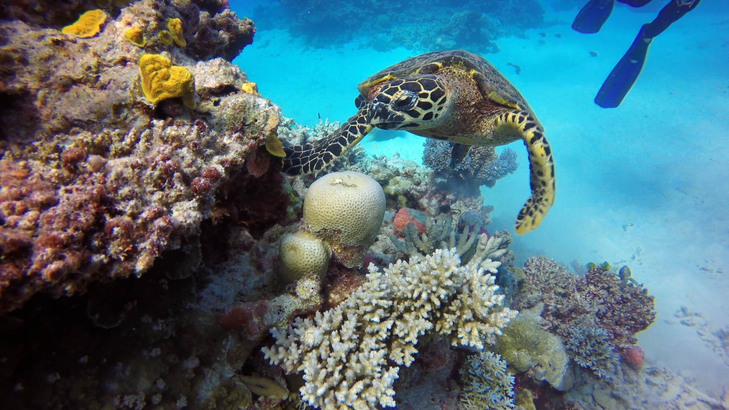 turtle at great barrier reef
